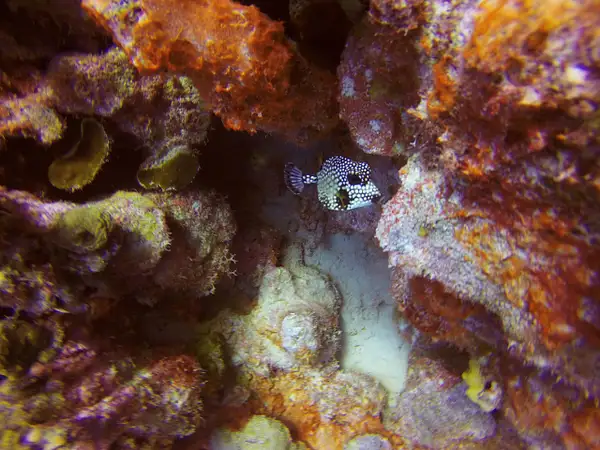 Smooth Trunkfish by EdCerier