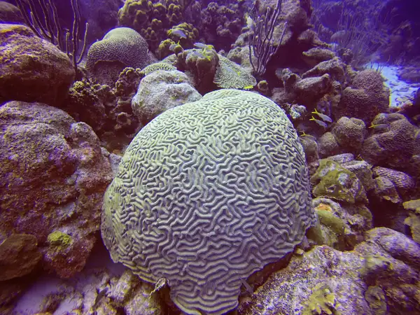 Brain Coral by EdCerier
