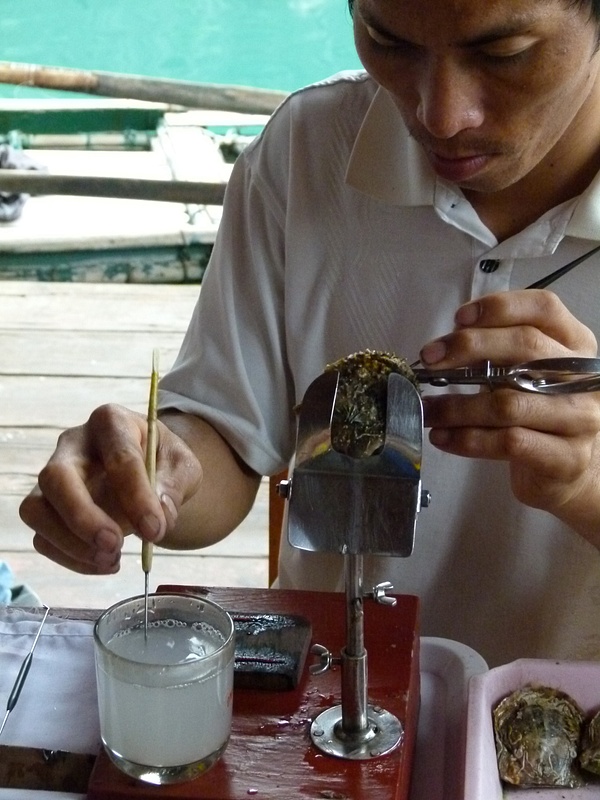 35. Bai Tu Long Bay - Seeding Oysters to Make Pearls