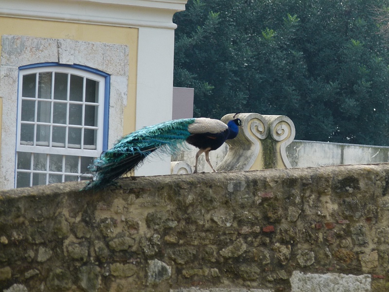 5  Peacock