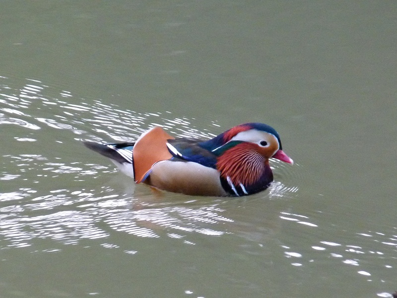 31 Mandarin duck in Parque da Pena