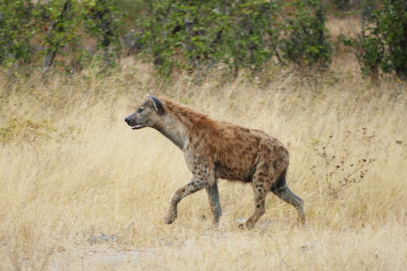 33. Spotted Hyena