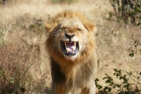37. Lion by EdCerier
