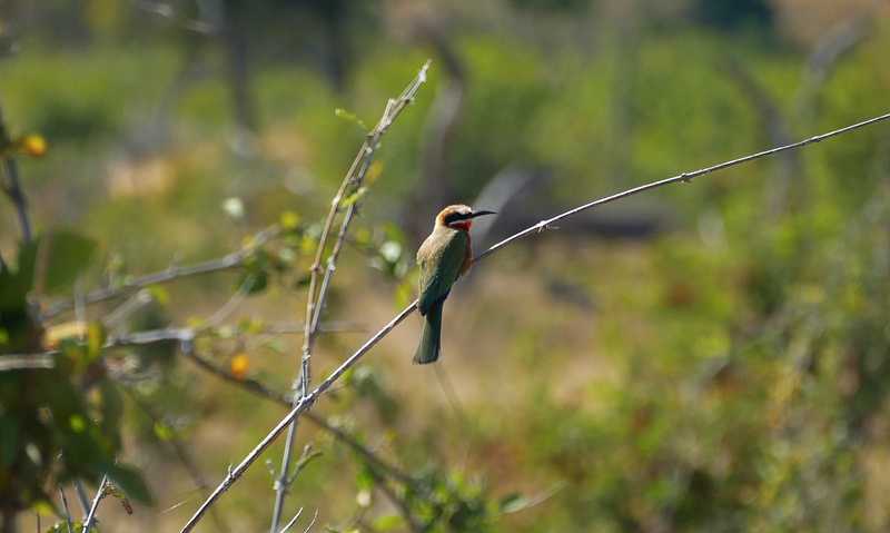 51. White-Fronted Bee-Eater