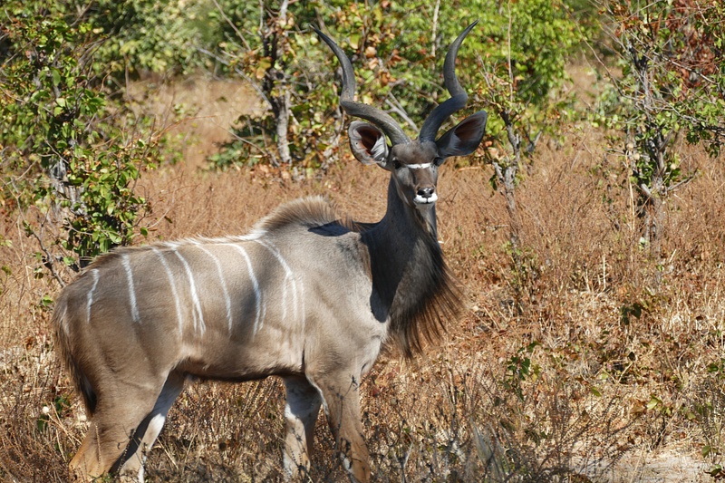 52. Kudu