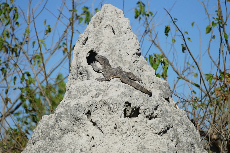 61. White-Thoated Monitor on Termite Mound
