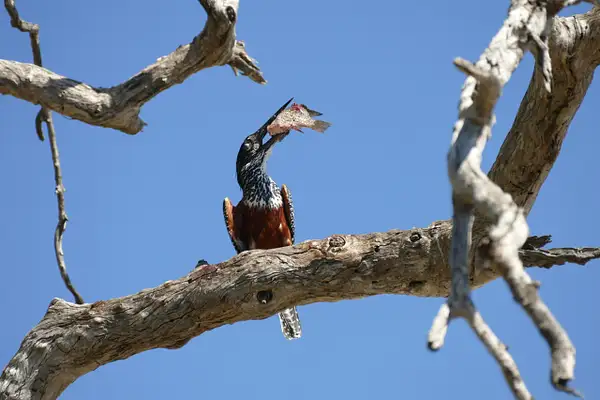 67. Giant Kingfisher by EdCerier