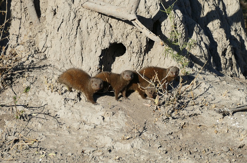 76. Dwarf Mongooses