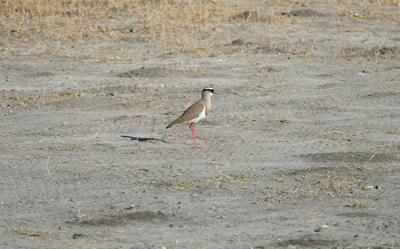 77. Crowned Lapwing