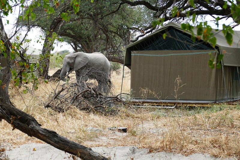 87. Elephant Next to Our Tent, Gomoti Camp