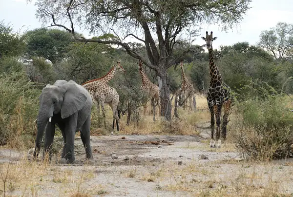 88. Elephant and Giraffes by EdCerier