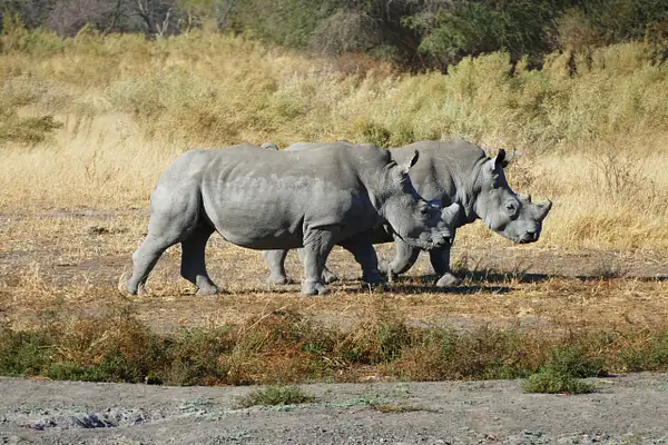 93. White Rhinos by EdCerier