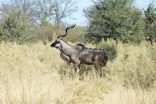95. Kudu by EdCerier