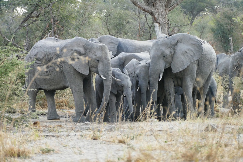 97. Elephants