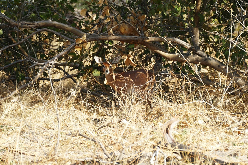 99. Steenbok