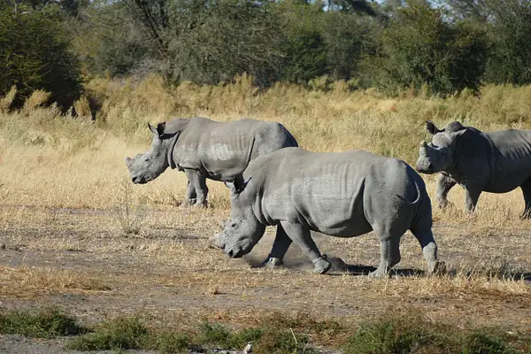 94. White Rhinos by EdCerier