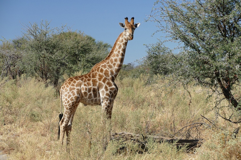 96. Giraffe