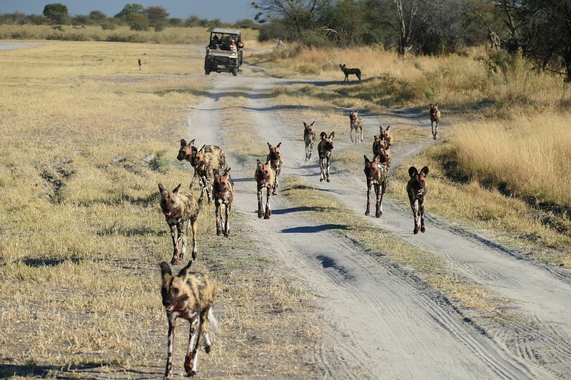 103. Wild Dogs Hunting