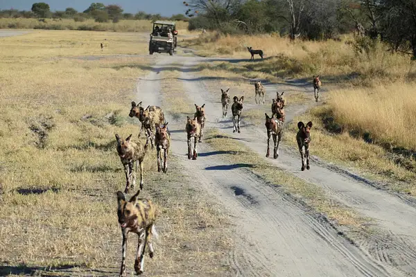 103. Wild Dogs Hunting by EdCerier