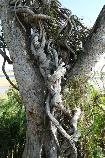 120. Pel's Fishing Owl Nesting Tree by EdCerier