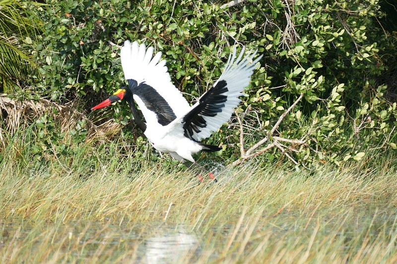 125. Saddlebilled Stork