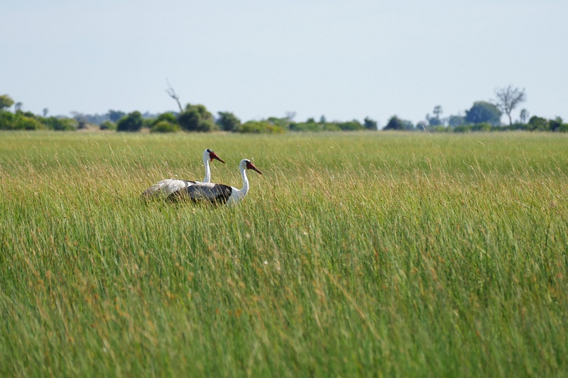 138. Wattled Cranes
