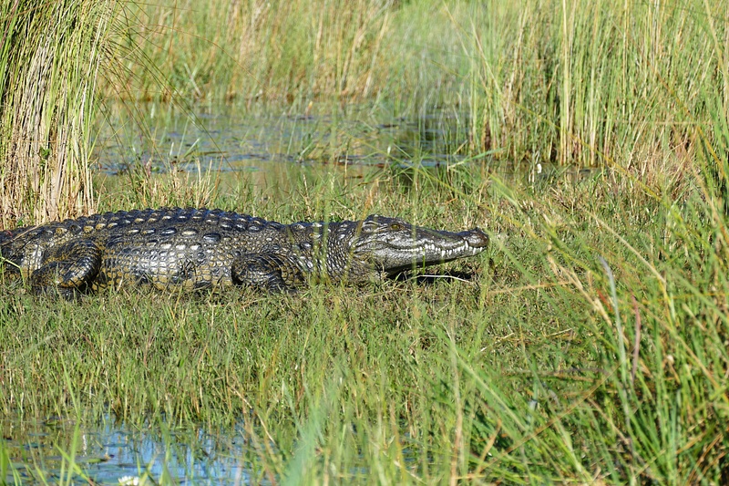 135. Crocodile