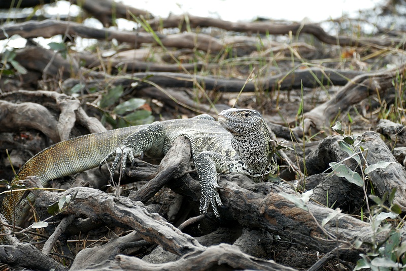 14. Water Monitor Lizard, Chobe National Park, Botswana