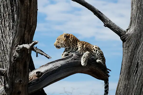 142. Leopard by EdCerier