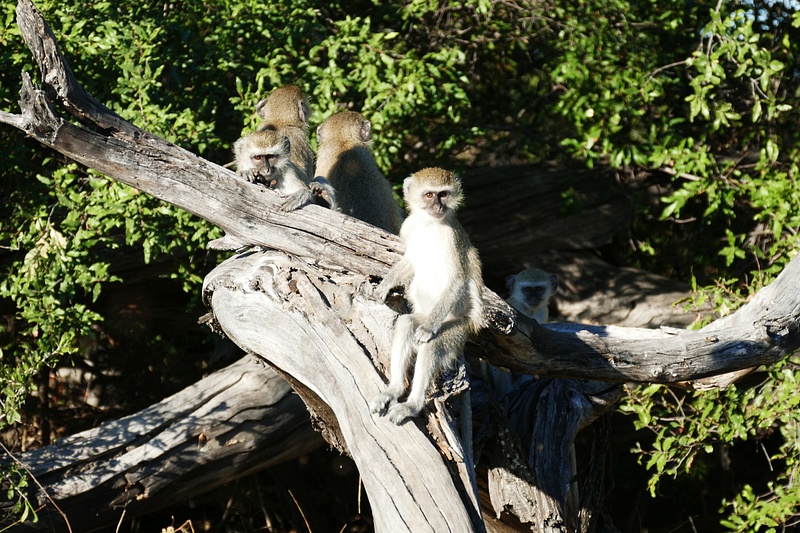 144. Vervet Monkeys