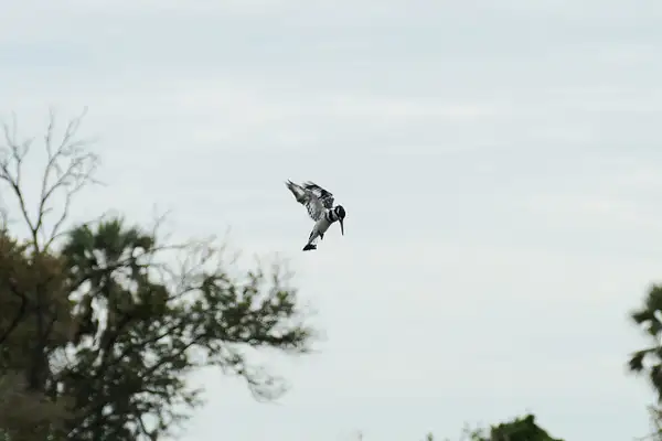 149. Pied Kingfisher by EdCerier