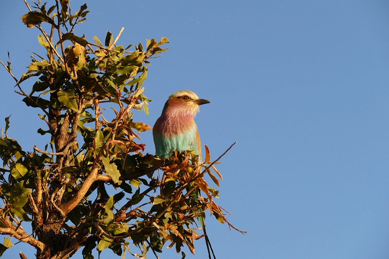 145. Lilac-Breasted Roller