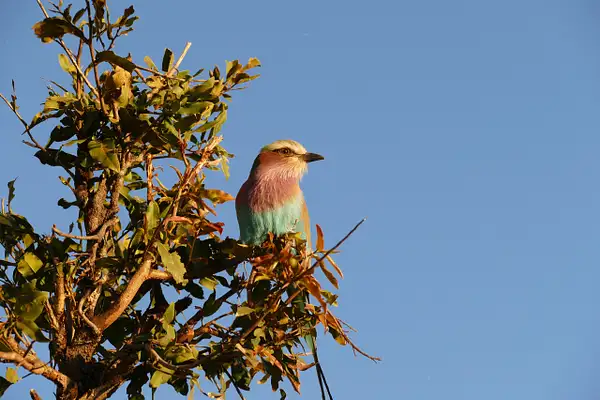 145. Lilac-Breasted Roller by EdCerier