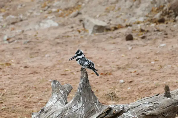 15. Pied Kingfisher by EdCerier