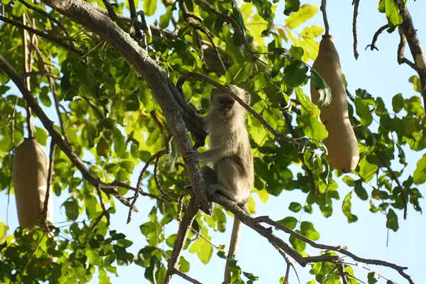 146. Vervet Monkey in Sausage Tree by EdCerier