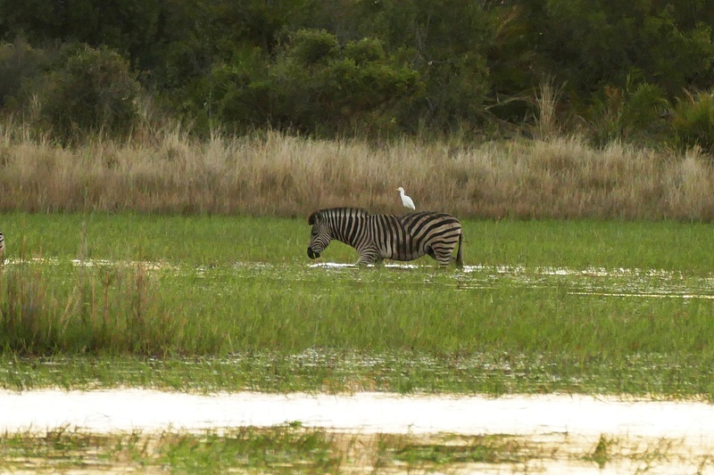 148. Zebra and Cattle Egret