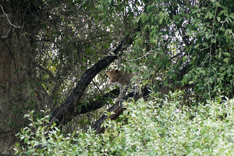 153. Five-Month-Old Leopard Cub