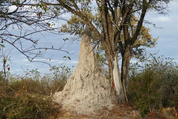 152. Termite Mound by EdCerier
