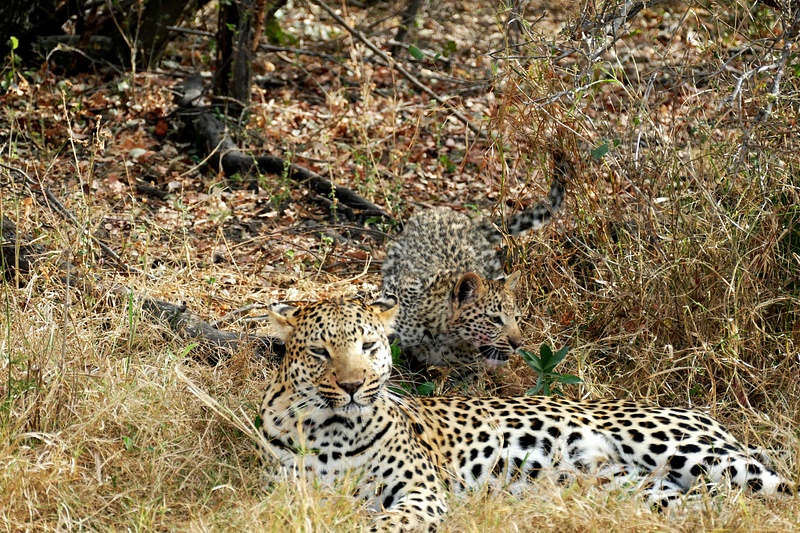 154. Leopard and Cub
