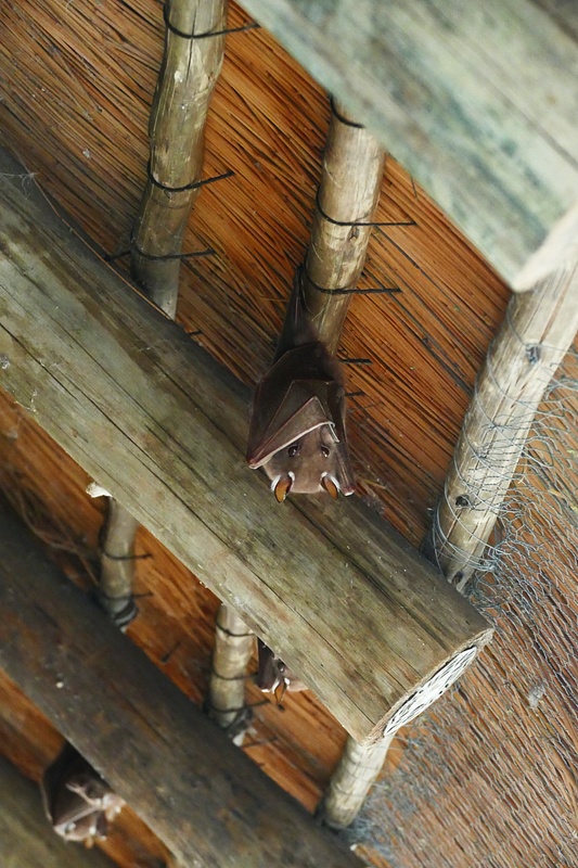 158. Fruit Bats