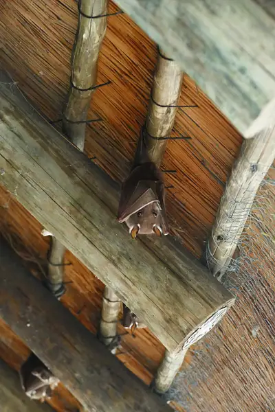 158. Fruit Bats by EdCerier