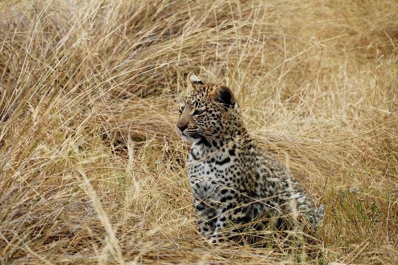 156. Leopard Cub