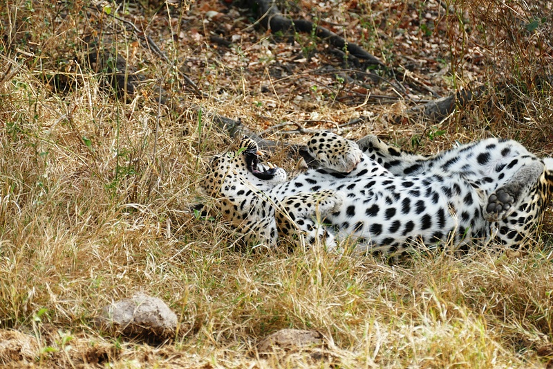 155. Leopard