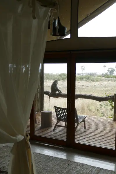 159. Baboon on our Deck by EdCerier