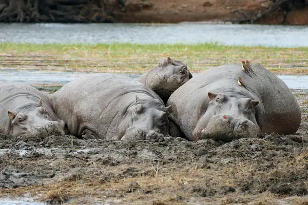 16. Hippos by EdCerier