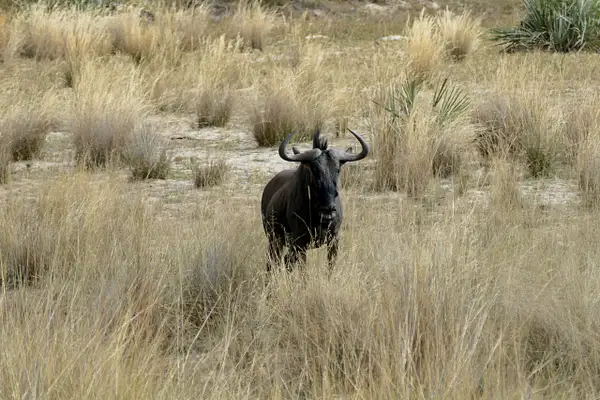 161. Wildebeest by EdCerier