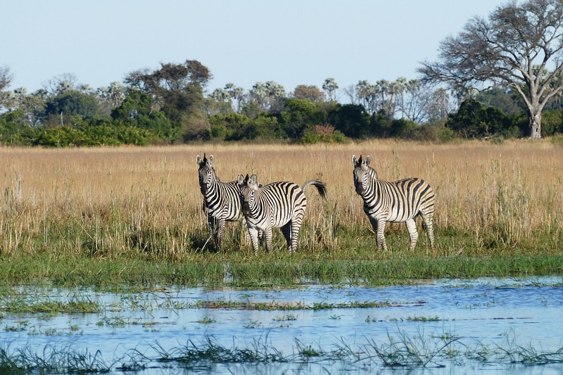 165. Zebras