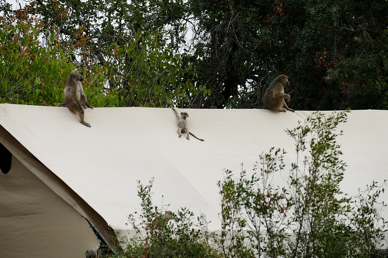 160. Baboons on a Tent