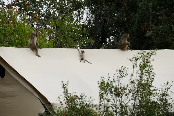 160. Baboons on a Tent by EdCerier