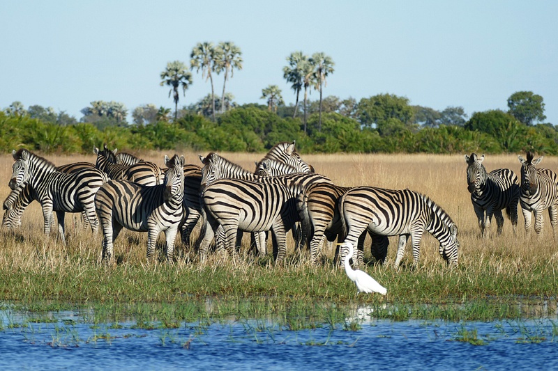 164. Zebras